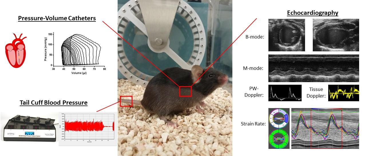 About Mouse Phenotyping Core | Phenotyping Core